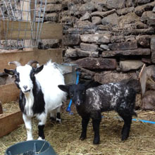 Fishers Mobile Farm - Pygmy goat & adopted lamb